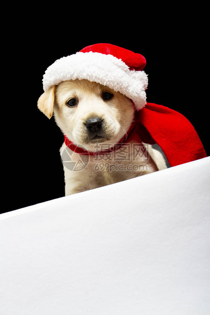 可爱的圣诞可爱的拉布多人小狗图片