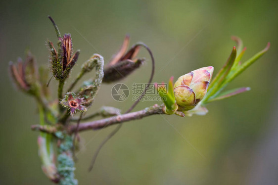 杜鹃花开的特写图片