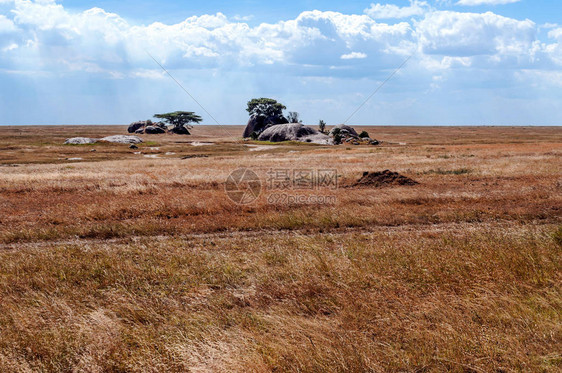坦桑尼亚大草原上的大象图片
