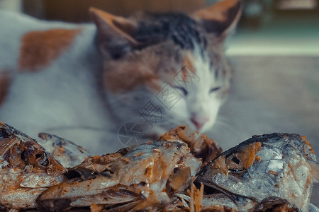 沉睡猫看着深炸鱼头有选择地把注意力图片