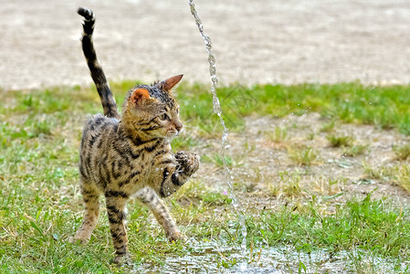 户外绿草和水流上的湿短毛条纹孟加拉猫图片