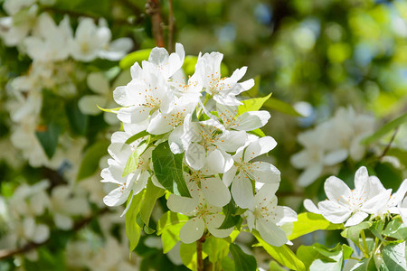 春天花开的苹果树图片