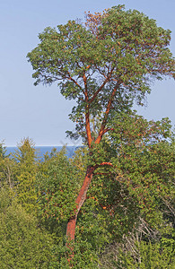 生长在华盛顿奥林匹克半岛森林之上的太平洋麦德龙树MadroneMa图片