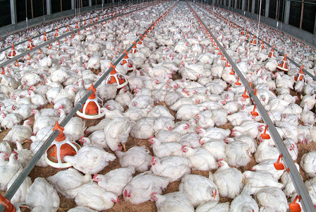 养鸡场和一群白鸡一起在母股中经营的家禽小溪农场图片