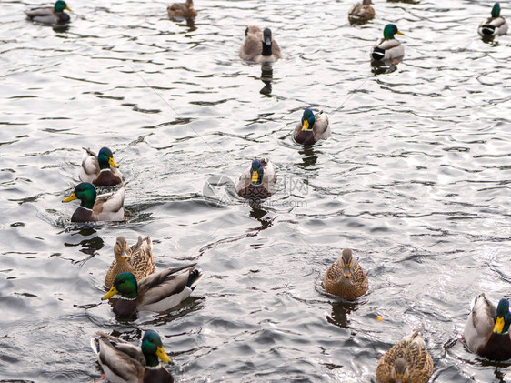 一群野鸭游在池塘的冷水中在威斯康辛农村冬季的阳光图片
