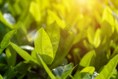 西印度茉莉花的柔软叶子上面有耀斑和光线科学名称图片