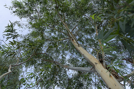 在有天空背景的eucalyptus树下科学名称eucalyptusglobulusl图片素材
