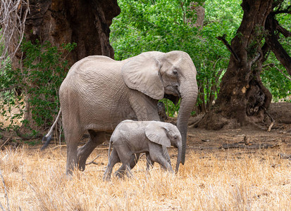 南部非洲林地的非洲大象图片