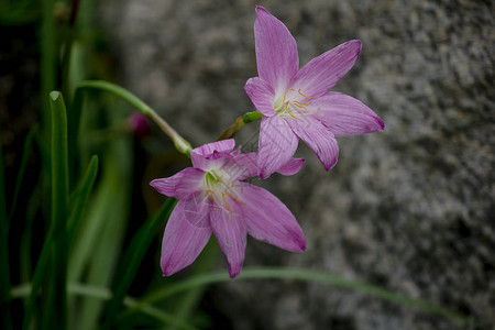 Zephyranthesminuta粉红色的花朵图片