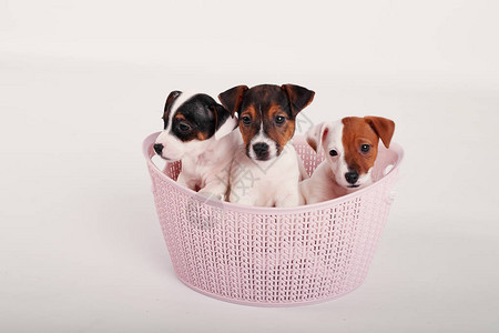 JackRussellTerrier小狗在粉红色篮子里图片