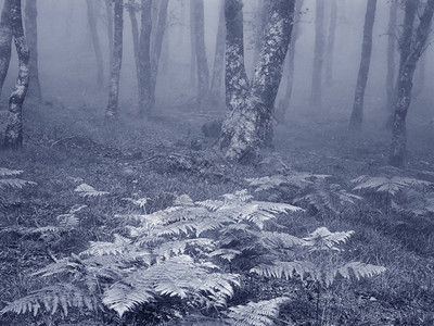山雾森林深处图片
