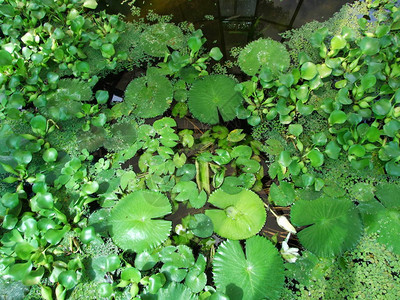 萨格勒布植物园的水生植物图片