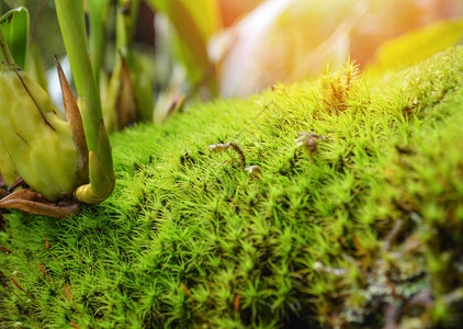 关闭绿色苔藓植物树热带雨林中美丽的幼苗图片