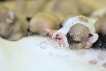 十天大的法国斗牛犬图片