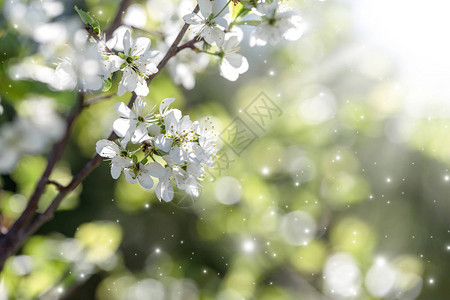 春天开花春天背景上一棵樱桃树的白花图片