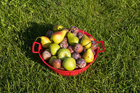 新鲜果实包括绿苹果李子和梨子在绿色草图片