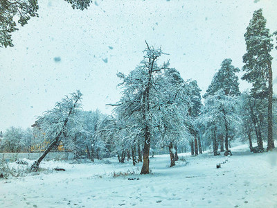 雪落雪中的树山上滑雪胜图片