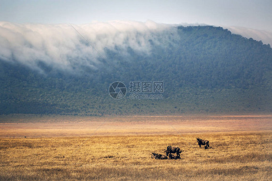 Gnus在非洲坦桑尼亚Ngorongoro图片