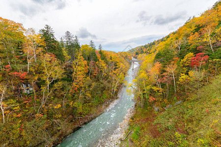 日本北海道美瑛白须瀑布附近的秋天五颜六色的树图片