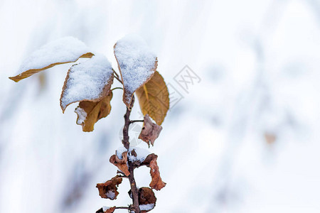 一棵树枝有干橙叶满是雪背景浅薄图片