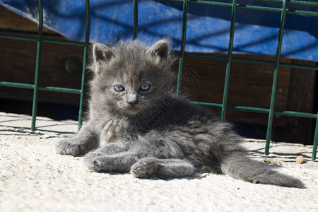 野外的独家猫宠物图片