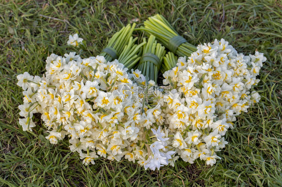 明亮盛开的水仙花开花的水仙花图片