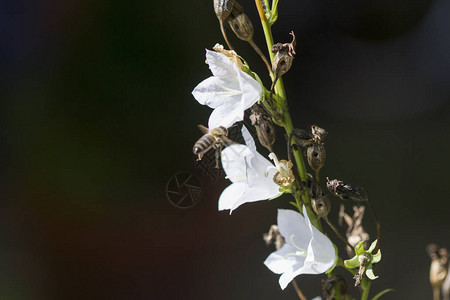 蜜蜂在白色的花朵上飞行图片