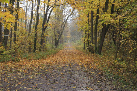 秋天树木林间小径的景色图片