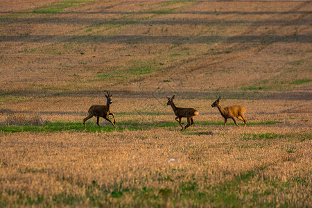 夕阳下在耕地奔跑的鹿图片