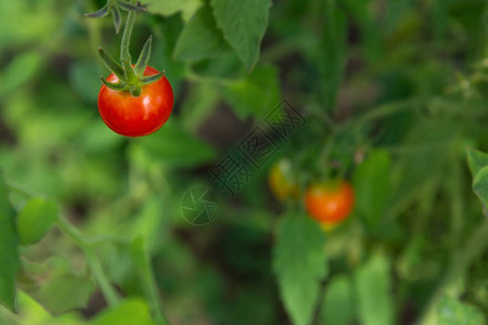 一个小红番茄在绿色背景图片