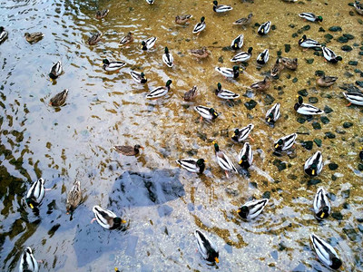 许多野鸭子在冬天的湖里游泳一群鸭子在水中SerebryanyBor的湖时尚壁纸美丽的色彩组合喜图片