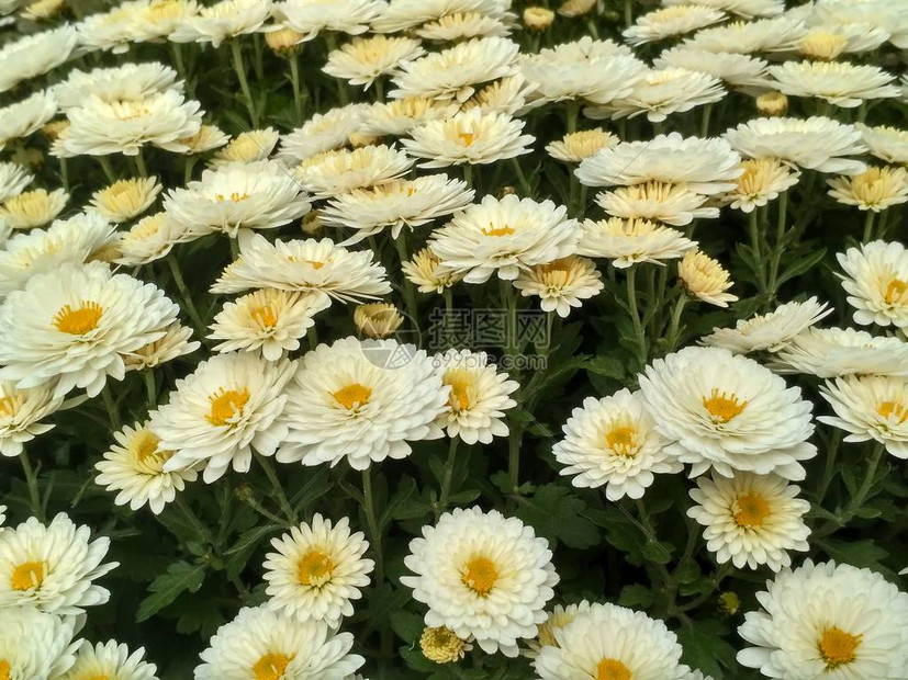 白色的小菊花宏观图像许图片