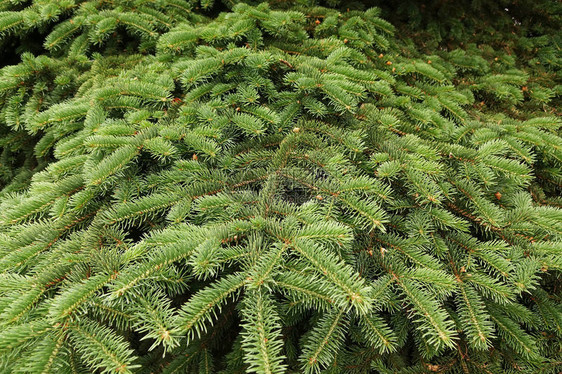 绿色fir树图片
