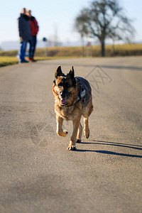 德国牧羊犬正在街上奔向图片