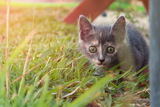 小猫走在家庭花园的桌子上图片