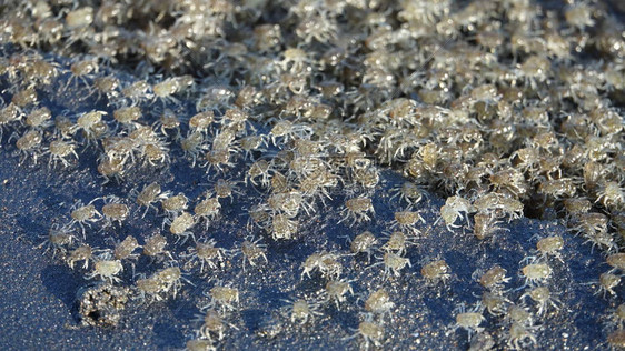 在潮水冲走之前刚从幼体中脱落的小螃蟹大规模迁移图片