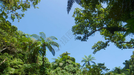 仰望高的棕榈树林冠覆盖清蓝夏日天空图片