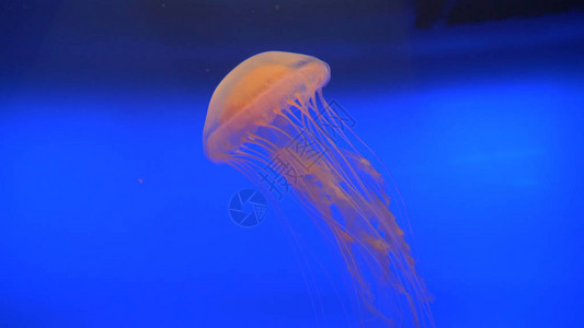 令人惊叹的半透明水母在深蓝色的鱼缸中游来去漂浮在水族馆的伞形水生物有触手的动物可以捕捉猎物或保护自己免受图片