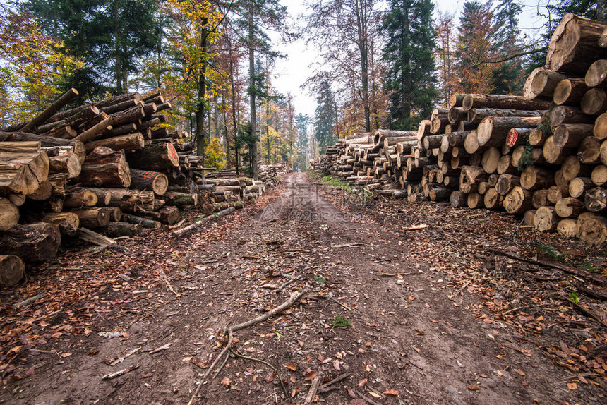 农村地区砍伐森林森林采伐木材图片