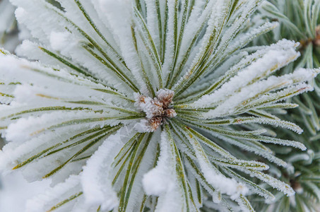 冬天新年美丽的背景雪中圣诞树的绿色图片