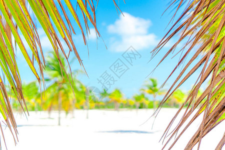 热带加勒比海滩的棕榈树图片