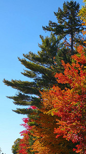 佛蒙特州乡村的高大落叶树在温暖的秋日阳光下变色图片