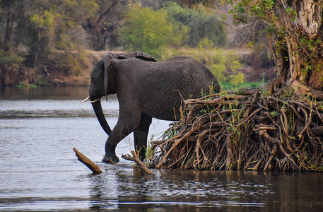 大象穿过河流的侧视图图片