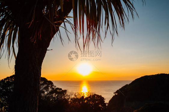 日本神奈川江之岛日落海和棕榈树图片