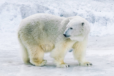 早上玩耍的小北极熊图片