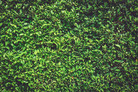 绿墙自然植物背景树纹理和壁纸概念自然力量的暗色调有机树叶的低调完整的背景图片