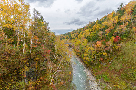 日本北海道美瑛白须瀑布附近的秋天五颜六色的树图片