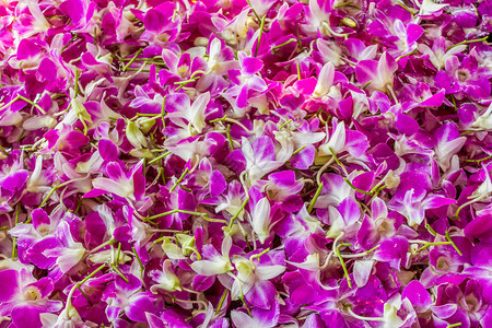 石斛杂交种是泰国主要的商业兰花植物用图片