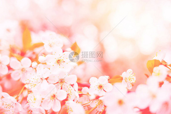 樱桃树闪烁的枝子春幕以时尚活图片