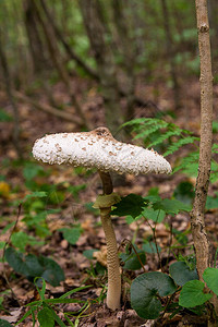 阳伞蘑菇被称为macrolepiotaprocera或lepiota是一种担子菌类真菌图片